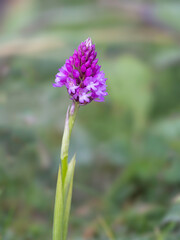 Stunted pyramid orchid closeup in UK
