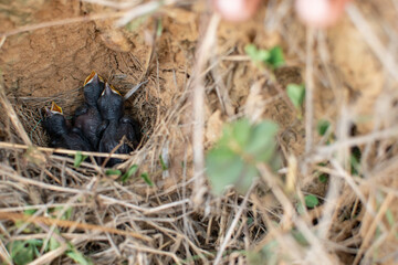  A close-up of four featherless baby birds nestled in a ground nest, eyes closed and beaks open, awaiting their first meal in nature’s cradle.