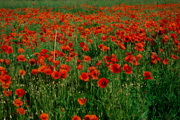 A breathtaking field of vibrant red poppies stretching into the distance, a true spectacle of nature. Perfect for serene landscapes, spring themes, or travel content.