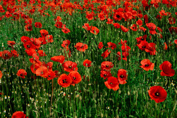 A breathtaking field of vibrant red poppies stretching into the distance, a true spectacle of nature. Perfect for serene landscapes, spring themes, or travel content.