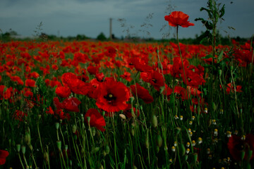 Obraz premium A breathtaking field of vibrant red poppies stretching into the distance, a true spectacle of nature. Perfect for serene landscapes, spring themes, or travel content.