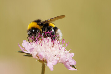Abejorro Bombus terrestris con espacio negativo polinizando flor Scabiosa columbaria, Bocairent,...