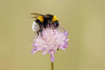 Abejorro Bombus terrestris de perfíl en flor Scabiosa columbaria con fondo liso, Bocairent, España
