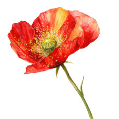Beautiful red poppy flower with golden specks, watercolor illustration on a white background, png, transparent