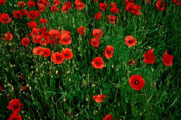 Fototapeta premium A breathtaking field of vibrant red poppies stretching into the distance, a true spectacle of nature. Perfect for serene landscapes, spring themes, or travel content.