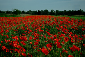 A breathtaking field of vibrant red poppies stretching into the distance, a true spectacle of nature. Perfect for serene landscapes, spring themes, or travel content.