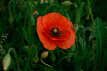 Fototapeta premium A solitary, vibrant red poppy stands out in a lush green field, with a tiny bee at its heart. Perfect for nature, spring, or ecological themes.