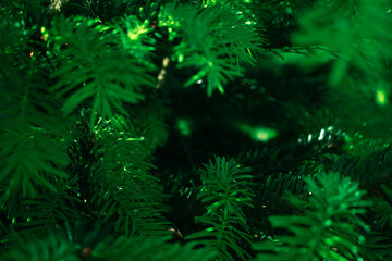 Bright green needles of a young fir tree reach towards the sky, showcasing its dense, healthy foliagesymbolizing and nature's vitality. Perfect for environmental, seasonal, or growth-themed content