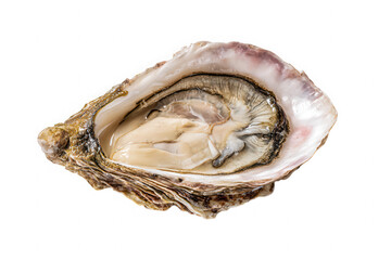 Fresh Oyster Shell