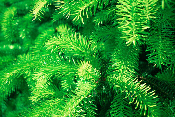 Bright green needles of a young fir tree reach towards the sky, showcasing its dense, healthy foliagesymbolizing and nature's vitality. Perfect for environmental, seasonal, or growth-themed content