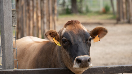 Front Portrait of Brown Cow with Yellow Ear Tags