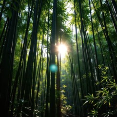Sun-dappled bamboo stalks, lush green foliage, shadows on forest floor, stock photo, calm, woodland