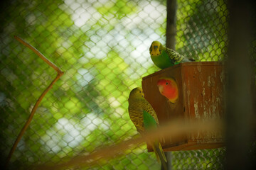 Budgerigars interacting near a nest box with a lovebird peeking out