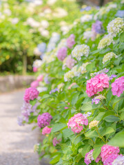 Obraz premium 梅雨から初夏の公園や花壇を彩るアジサイのある風景。木漏れ日の光でボケた景色。ぼんやりした花畑のイメージ