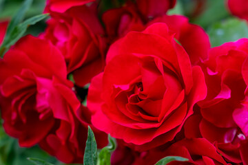Bright red roses in full bloom showcasing natural beauty during springtime garden display
