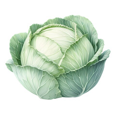 Fototapeta premium watercolor of a whole white cabbage