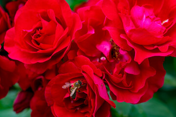 Naklejka premium Bees pollinating vibrant red roses in a lush garden during a sunny afternoon