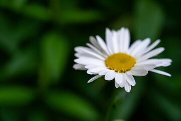 Fototapeta premium Daisy blooms in lush green background highlighting the beauty of nature during spring season