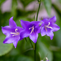 Purple bell flowers bloom in a garden setting, showcasing their vibrant petals and delicate details...
