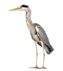Side view of an Grey Heron standing, Ardea Cinerea, 5 years old,
