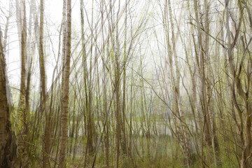 An artistic abstract forest landscape with multiple exposure effect