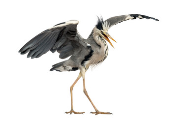 Grey Heron doing a mating dance, Ardea Cinerea, 5 years old, iso