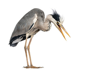 Angry Grey Heron, screaming, looking down, Ardea Cinerea, 5 year