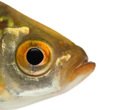 Close-up of a Common roach's head, Rutilus rutilus, isolated on white
