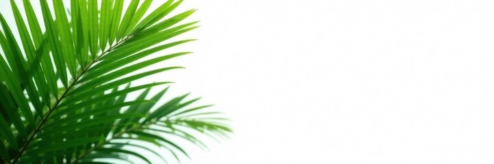 Majestic palm, vibrant green, clean white backdrop, tree, palm tree
