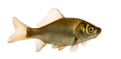 Crucian carp swimming, Carassius carassius, isolated on white