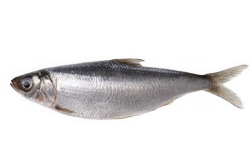 Freshwater Herring Fish