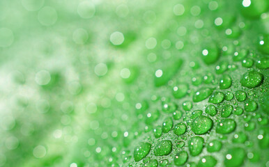 Water Droplets on Green Leaf. Macro with Bokeh Light Background. Copy space. Stock photo.
