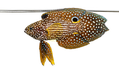 Side view of a Comet swimming at the surface of the water, Calloplesiops altivelis, isolated on white