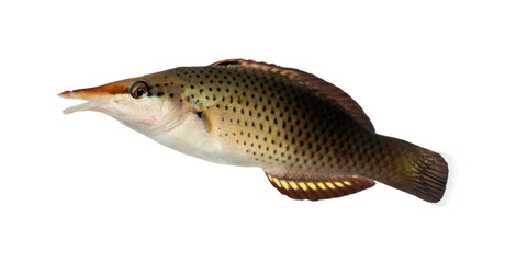 Side view of a Bird wrasse female, Gomphosus varius, isolated on