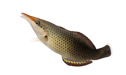 Side view of a Bird wrasse female swimming up, Gomphosus varius,