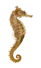 Side view of a Common Seahorse, Hippocampus kuda, isolated on wh