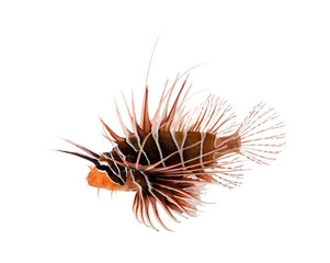 Side view of a Broadbarred firefish, Pterois antennata, isolated