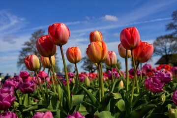 Bright orange color Tulip flowers against blue sky background
