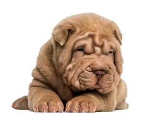 Front view of a Shar Pei puppy lying down, tired, isolated on wh