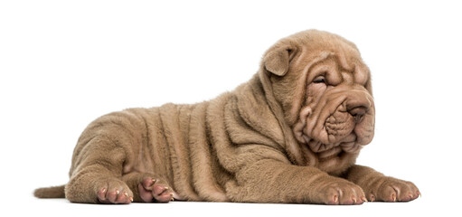 Side view of a Shar Pei puppy lying down, dozing, isolated on wh