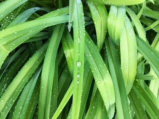 Fresh Green Leaves with Rain or Dew Drops.