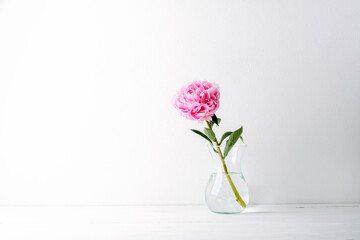 Single pink peony flower in a transparent glass vase with water on white background. Copy space