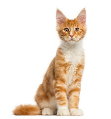 Maine Coon kitten, sitting, facing, 4 months old, isolated on white