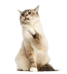 Front view of a Birman cat sitting, pawing up, 1 year old, isola