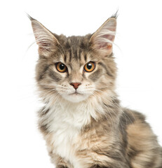 Close-up of a Maine Coon kitten, looking at the camera, 4,5 mont