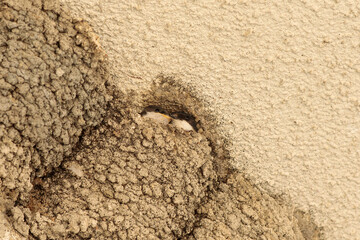 little swallows in the nest waiting for their mother and food