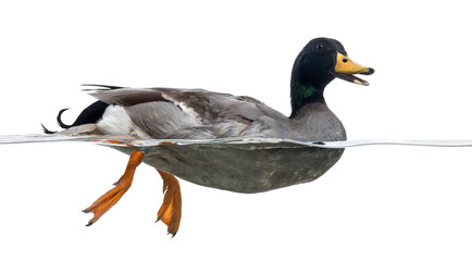 Side view of a Mallard in the water, quacking, Anas platyrhynchos, isolated on white