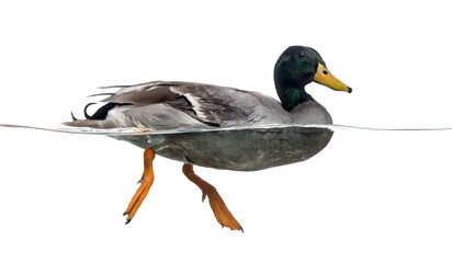 Side view of a Mallard floating on the water, Anas platyrhynchos, isolated on white