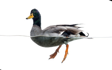 Mallard floating on the water, Anas platyrhynchos, isolated on white