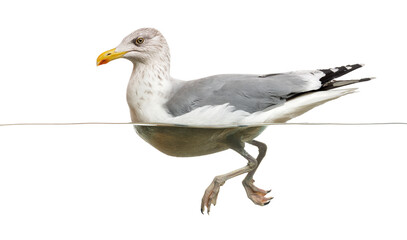 European Herring Gull floating in the water, Larus argentatus, isolated on white